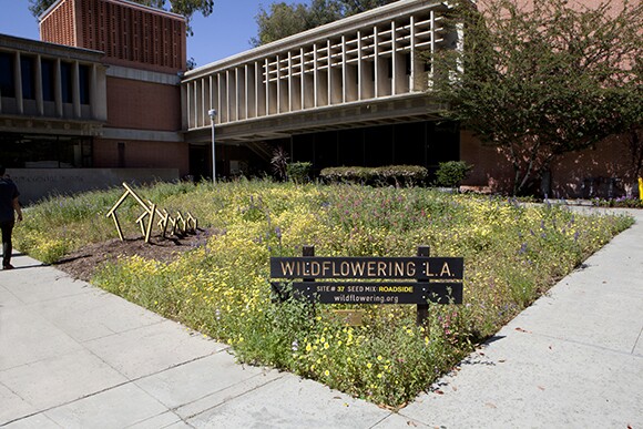 Site 37, Cal Poly Pomona, after | Fritz Haeg, "Wildflowering L.A.," 2013-2014.  A LAND (Los Angeles Nomadic Division) Exhibition. Image courtesy of Isabel Avila