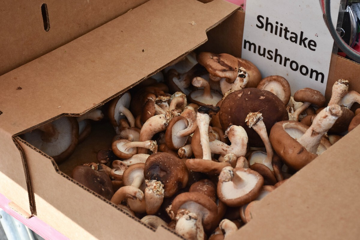 Shiitake from Lily Bih Shah Farm | Clarissa Wei