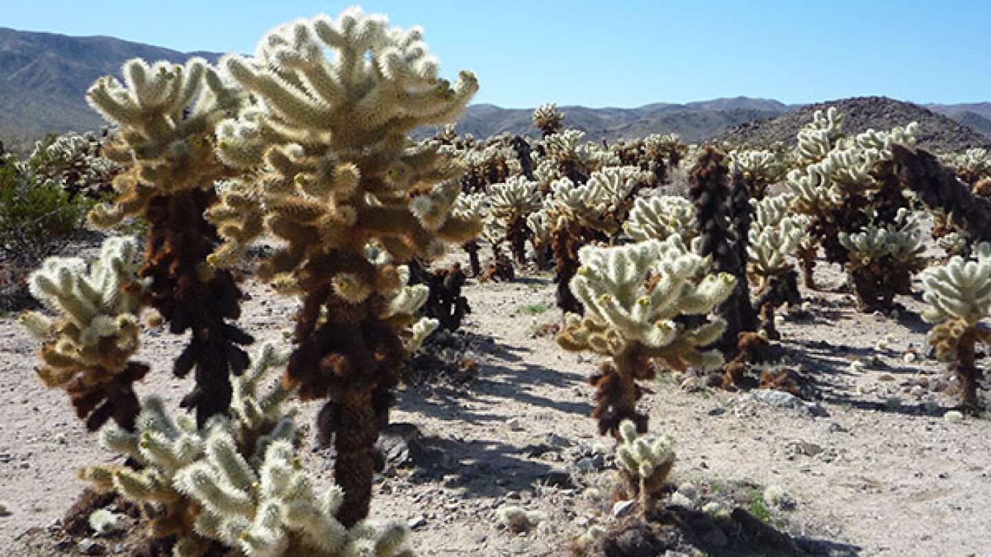 A Cholla garden. | Photo: Sandi Hemmerlein