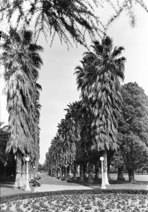 South Park's palm-lined avenue in 1926. Courtesy of the USC Libraries - California Historical Society Collection.