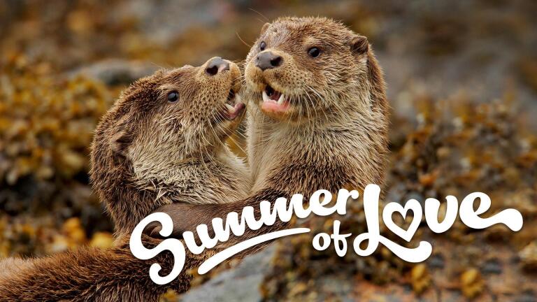 NATURE's Summer of Love!