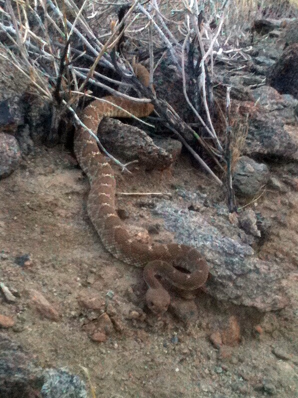 Red diamond rattlesnake in the San Jacinto range | Chris Clarke photo