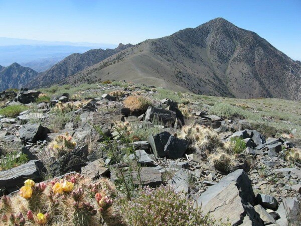 Wildflowers near Telescope Peak. | Photo: Courtesy National Park Service