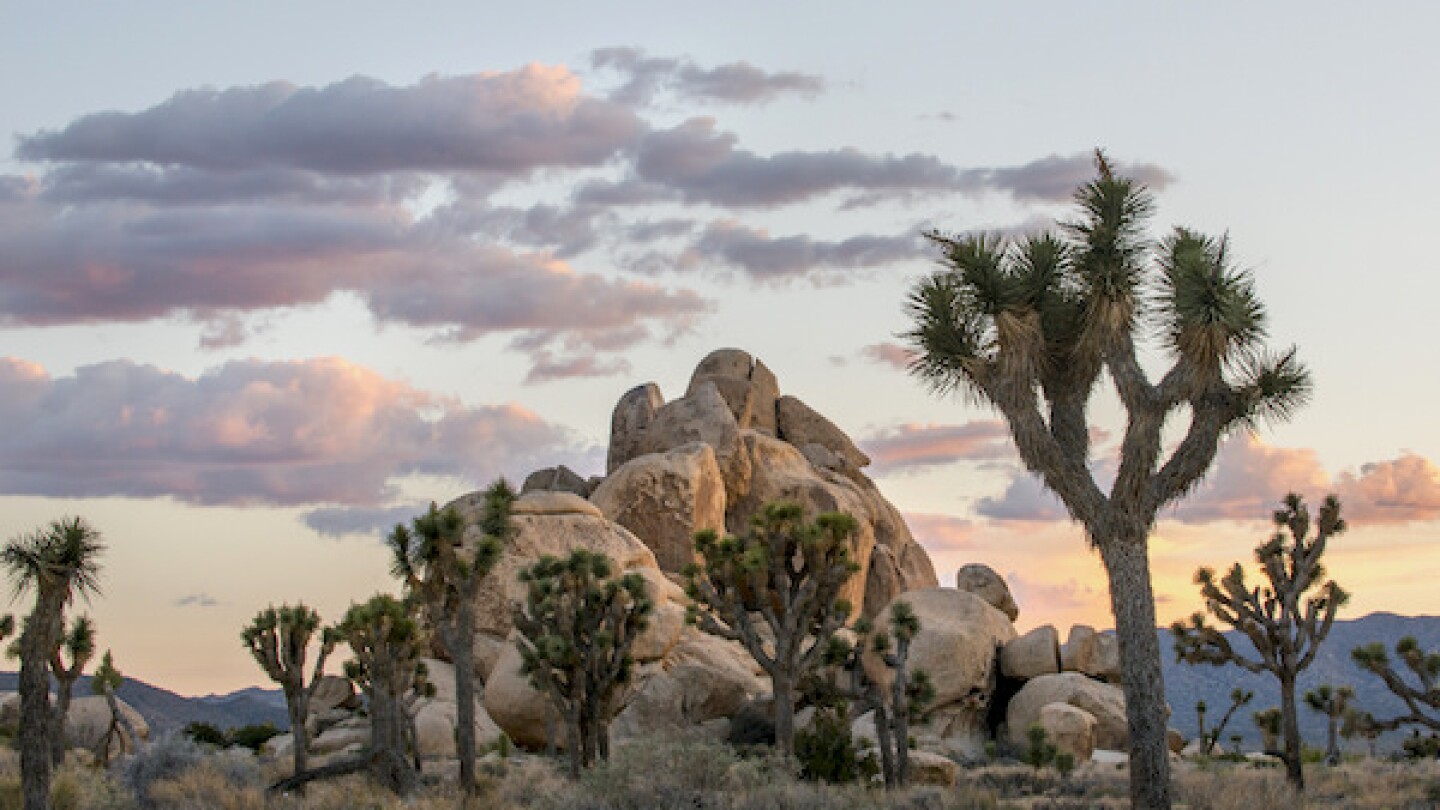 joshuatreeatepiphany