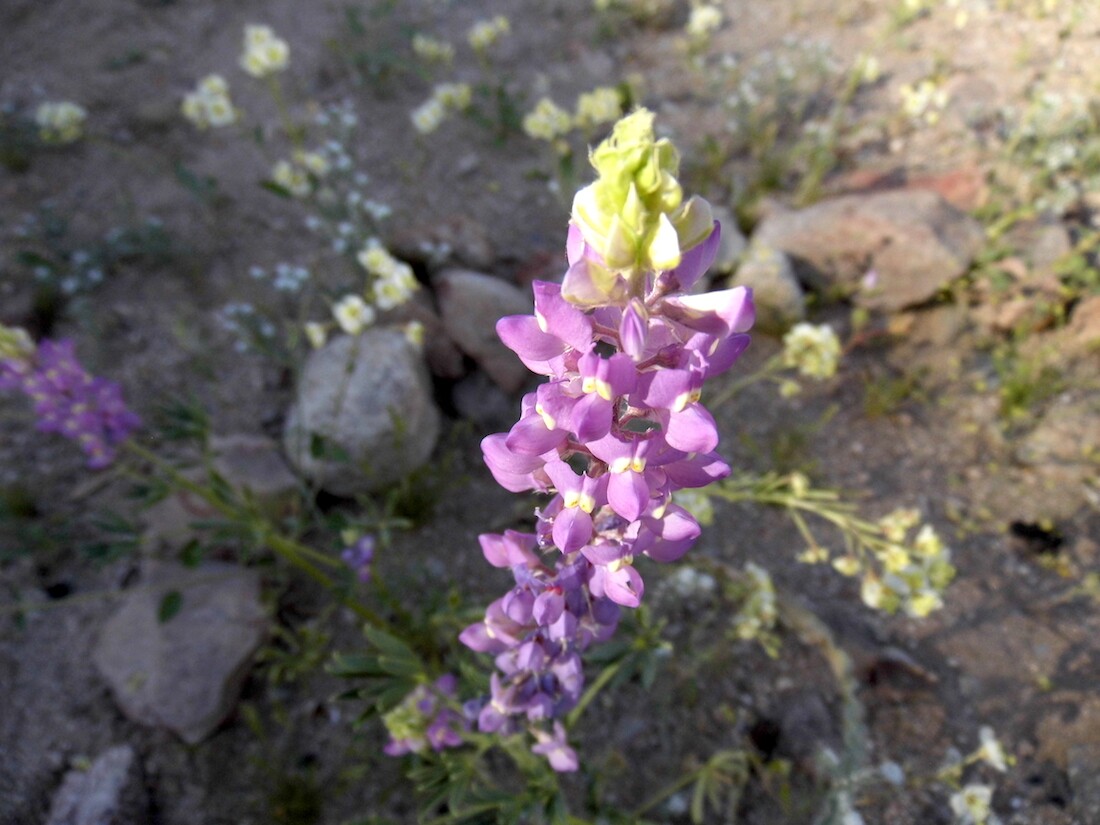 Arizona Lupine