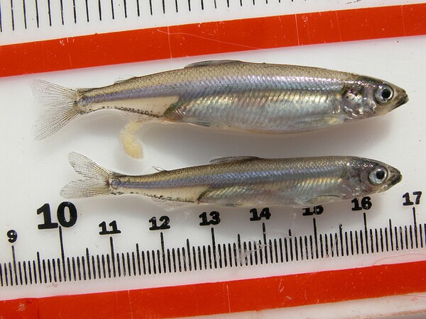second-worst-year-for-delta-smelt-1-8-14-thumb-600x450-66607