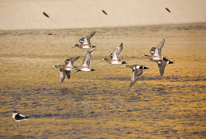 American Wigeon: LA River Birds