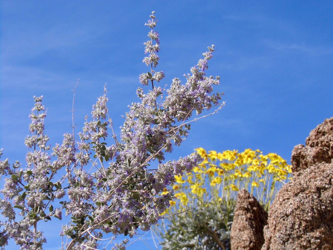 Desert Lavender