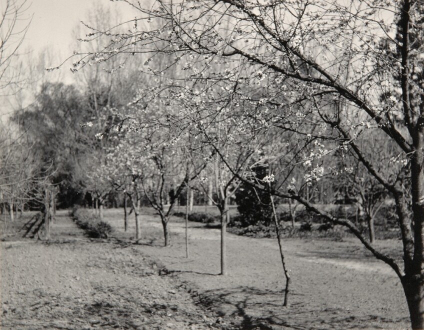 A row of fruit trees in a black and white photograph.