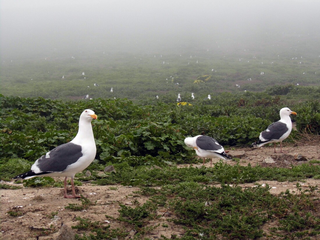 Anacapa Island: Seagulls