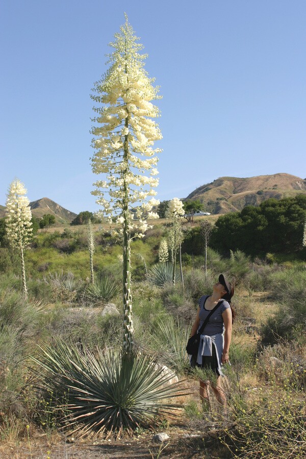 Yucca_whipplei_2005-thumb-600x900-51337