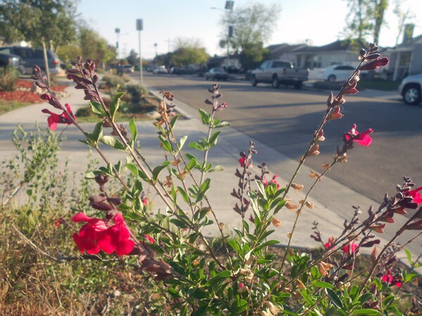 Drought-tolerant Autumn Sage flowers bloom in the parkway of an Elmer Avenue residence in Sun Valley, irrigated by stormwater runoff from the street.