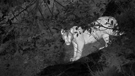 Rare Footage Reveals What Tigers Do at Night