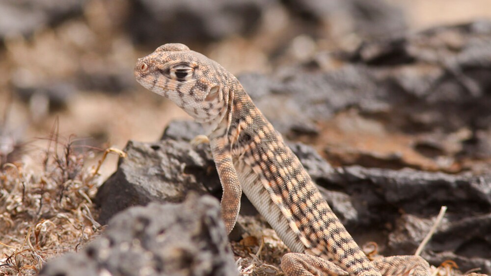A desert iguana displays its deceptive eyelid markings. | Photo: David Lamfrom