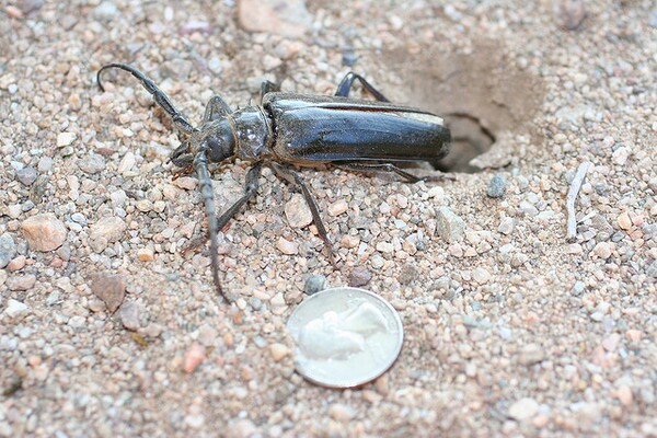 palo-verde-root-borer-8-20-13-thumb-600x400-58197