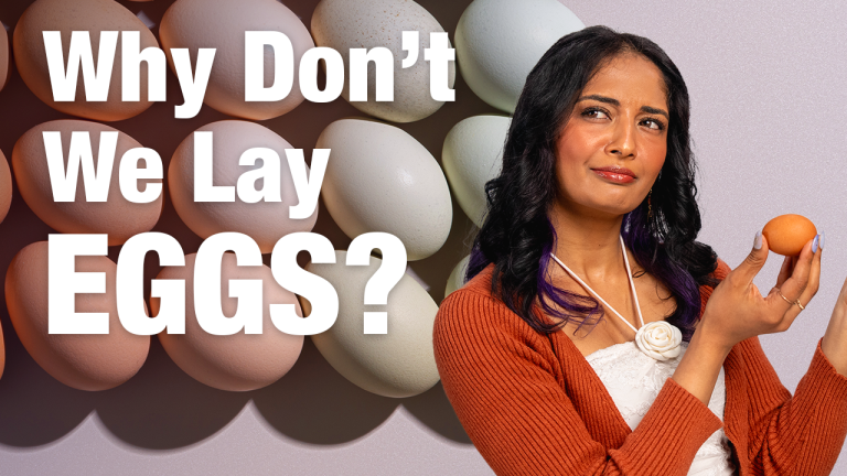 Here’s Why Humans Can’t Lay Eggs