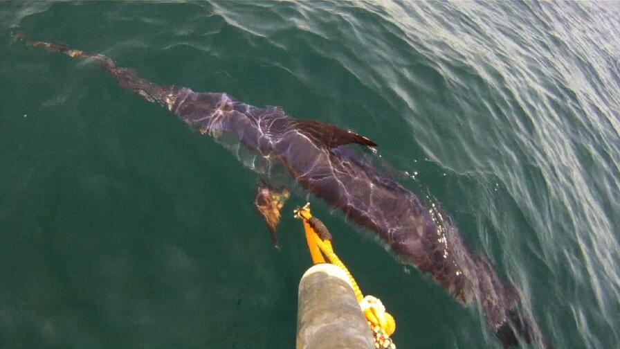 Swordfish! Part 2