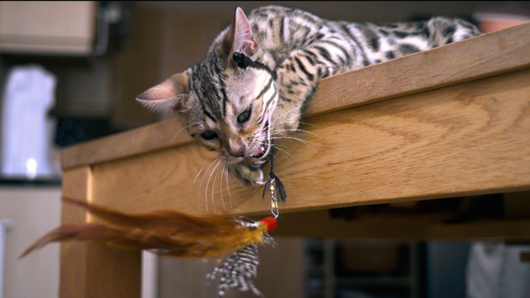 PETS Wild at Heart | Episode 1 | Preview