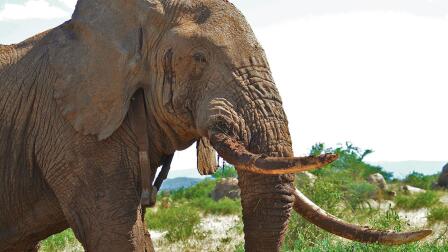 Encounter with a Musth Bull Elephant