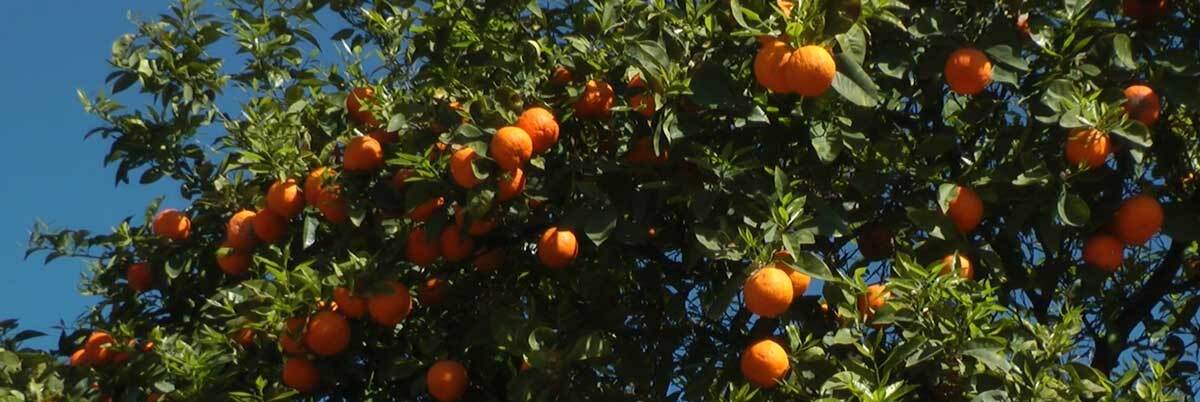 Orange trees | Still from "Artbound" Current:LA