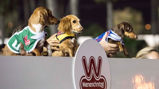 2017-Wieners24