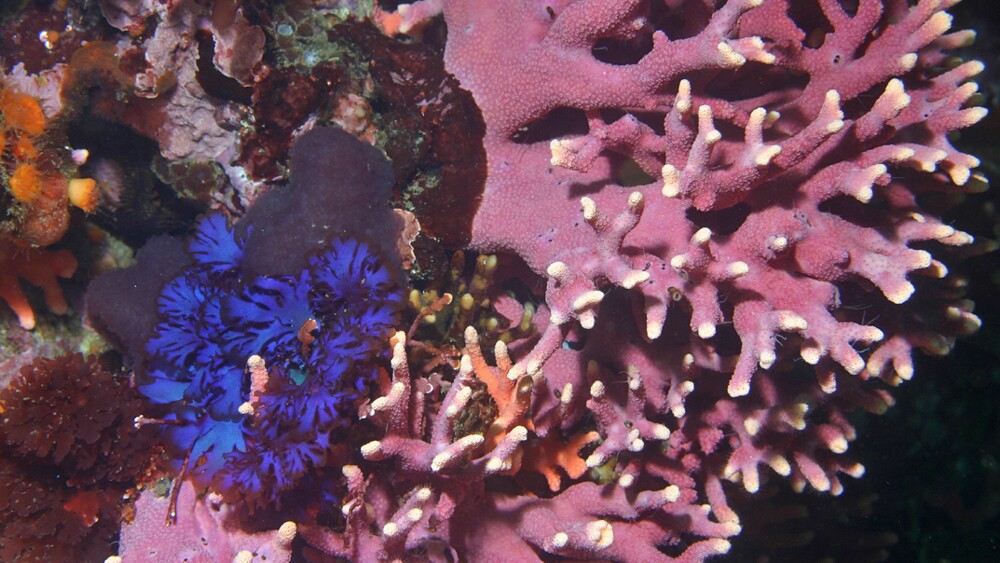 Purple hydrocoral near Carmel | Photo: Steve Lonhart, NOAA/Monterey Bay National Marine Sanctuary