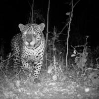 Jaguar Rewilding in Argentina