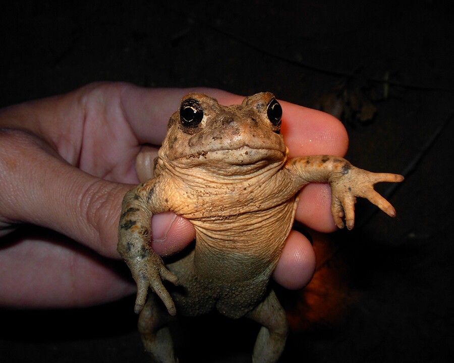 toad_hello.jpg