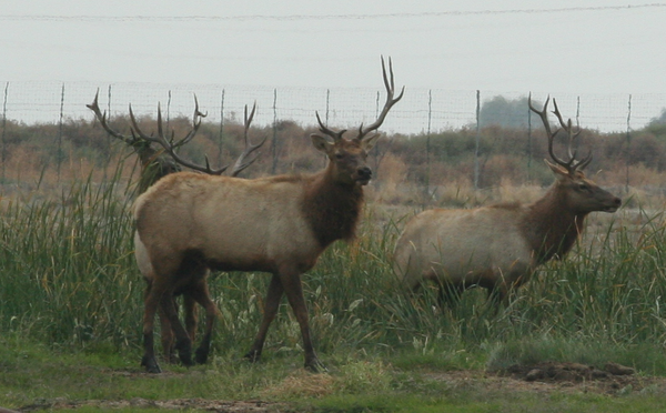 tule-elk-10-17-13-thumb-600x372-62101