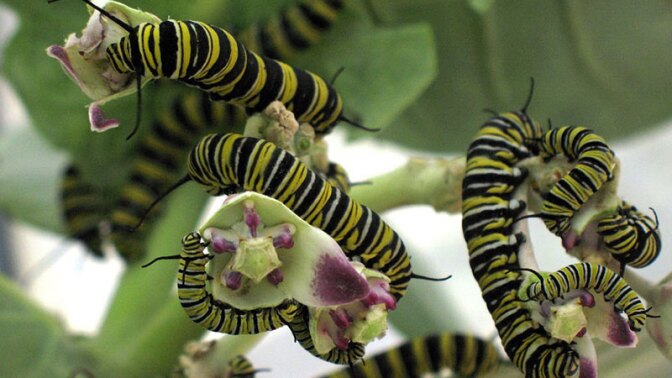 Monarch caterpillars feeding on milkweed | Photo: Tracy Lee, some rights reserved