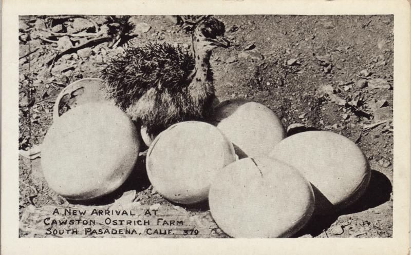 Hatchlings were a popular attraction at Southern California's ostrich farms. Postcard courtesy of the LA History Archive, the Studio for Southern California History.