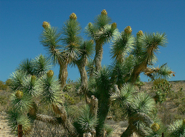 ArizonaTree