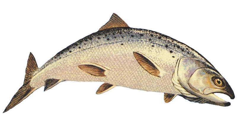 coho-illo-10-17-16.jpg
