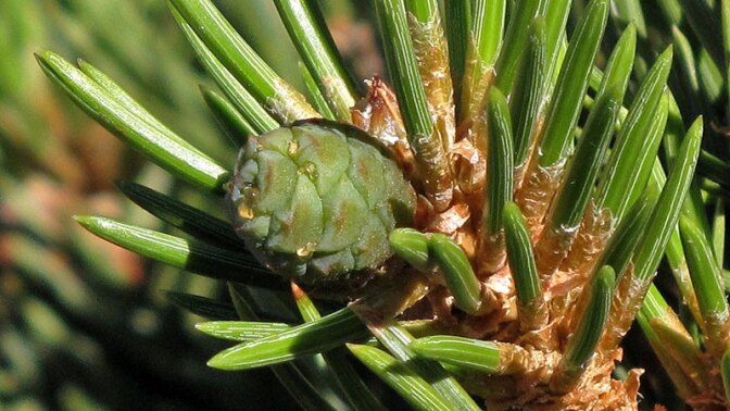 pinus-edulis-11-14-16.jpg