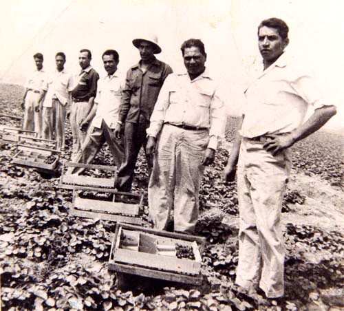 Strawberry pickers in the fields outside El Monte. | Courtesy of La Historia Society of El Monte
