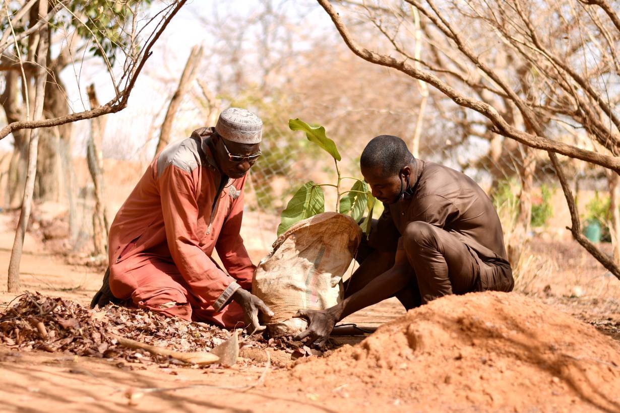 Two men in long clothing plant a small tree together.