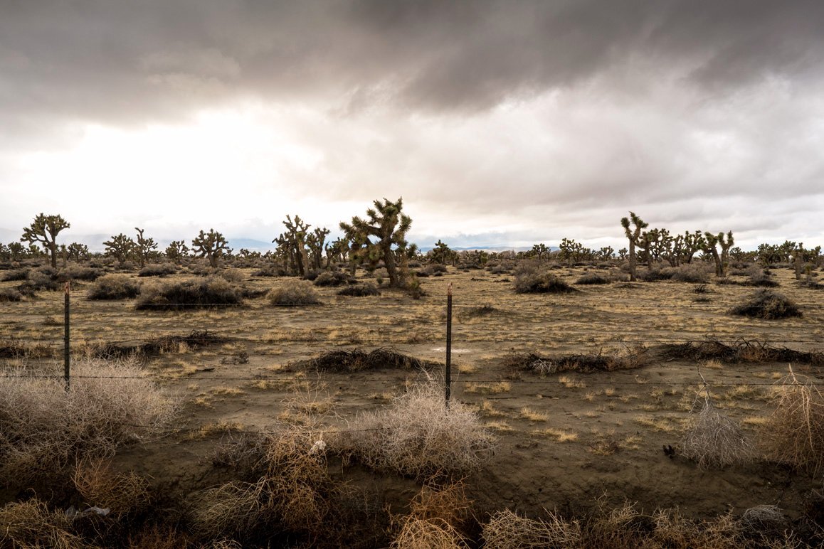 Looking west and directly opposite of the previous photograph shot along Avenue 50 shows undeveloped Joshua tree woodland. | Kim Stringfellow © 2017