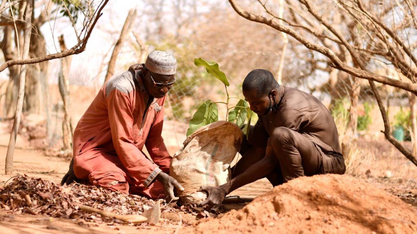Two men in long clothing plant a small tree together.