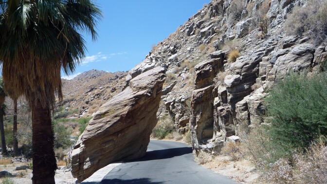 Palm trees in Palm Canyon