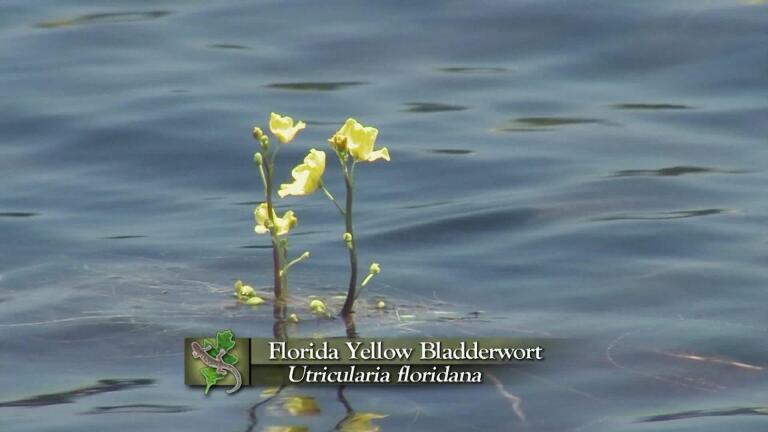 Yellow Bladderwort