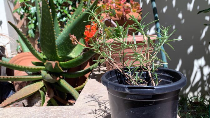 A small rosemary plant