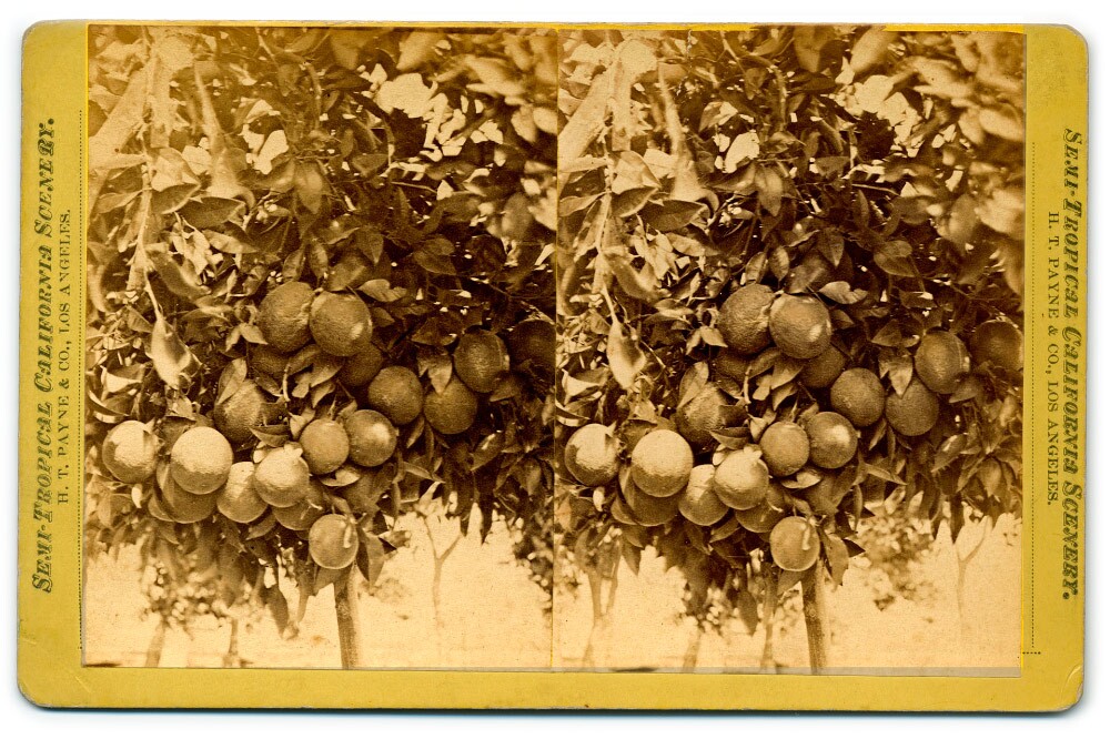 Semi-Tropical California Scenery: Cluster of oranges (H. T. Payne & Company). Photograph courtesy of California State Library