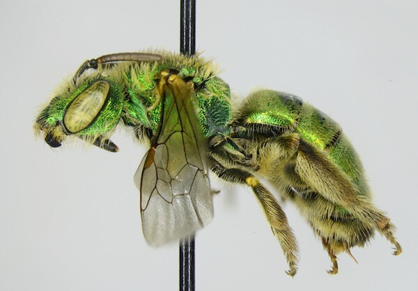Agapostemon15830_lateral_edit-thumb-600x418-80157