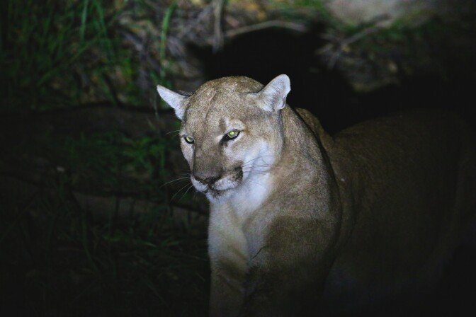 p41mountainlion.jpg
