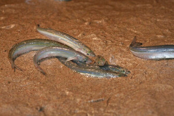 California grunion (2)