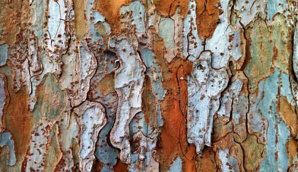 Pieces of a Tree