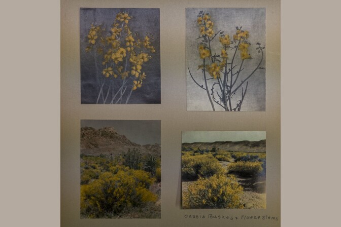 Botanist Mary Beal's hand-colored photographs