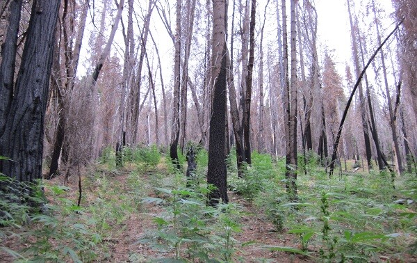 Marijuana cultivation in Sequoia National Park in 2009 | Photo: Courtesy National Park Service