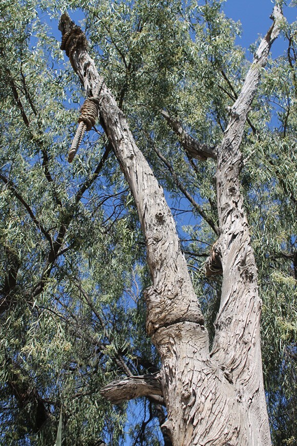 Eucalyptus "Hangman's Tree" with noose, Ghost Town, Knott's Berry Farm, Orange County, 2012. Photograph by Loren Javier.