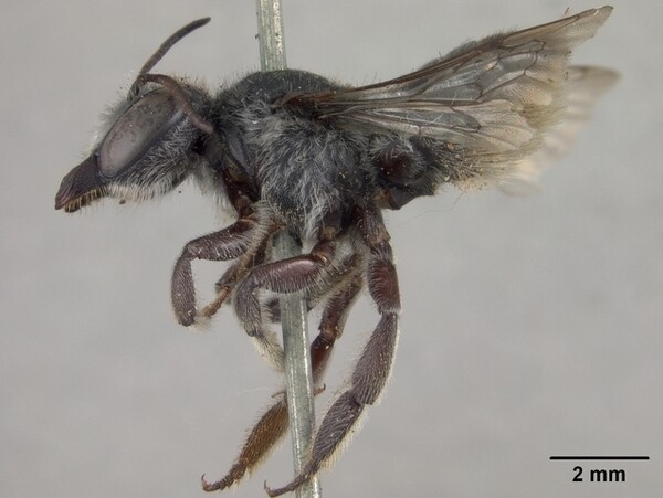 Megachile_gentilis,_female,_side,I_SD6531-thumb-600x451-72123